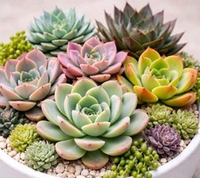 10 Verschiedene Sukkulenten