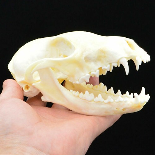 Echter tierschädel roter - tierschädel,
