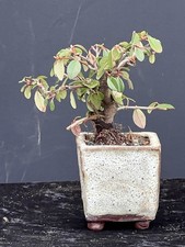 Bonsai - Shohinbonsai -