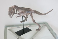 Velociraptor Dinosaurier