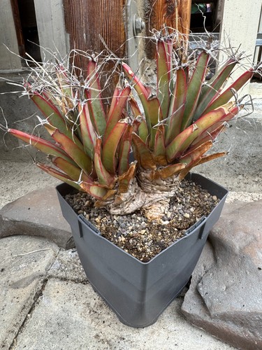 Leuchtenbergia principes - , +