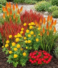 BALDUR Garten Winterhartes