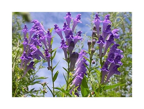 40x scutellaria skullcap - scutellaria,
