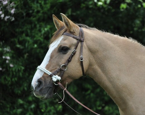 Sale busse wildhorn sidepull - sale,