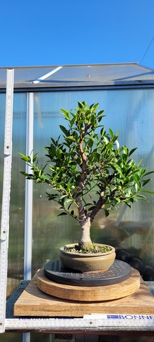 Ficus retusa bonsai - ficus,