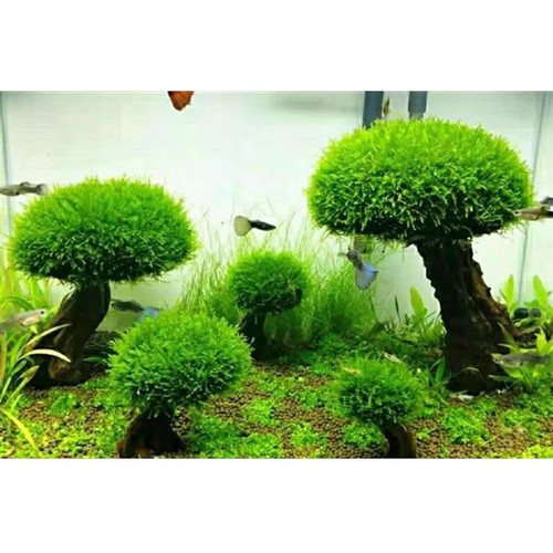 Aquarium moos baum treibholz - moos,