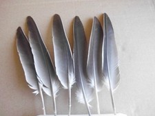 10  Taubenfedern, Naturfedern