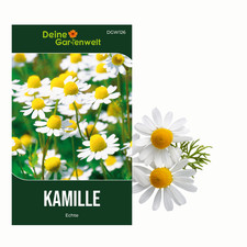 Kamille Echte Samen -