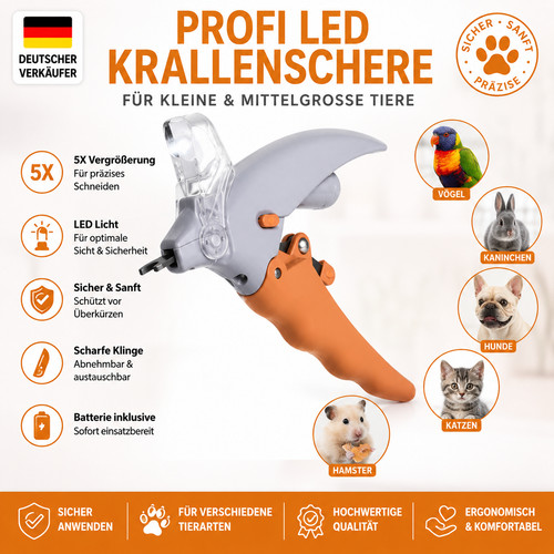 Hund katze haustier - hund,