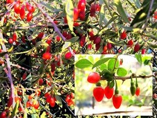 Chinesischer Goji-Beeren-Baum