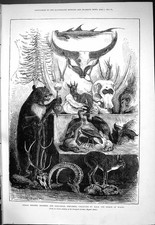 Alte 1877 Indianer Jagdtrophäen Zoologische Tiere Prinz Wales Jagd Viktorianisch