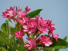 Plumeria - Frangipani - 5