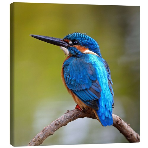 Leinwandbild eisvogel auf - leinwandbild,