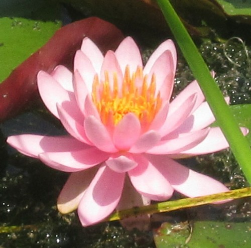 Nymphaea gretchen - nymphaea,