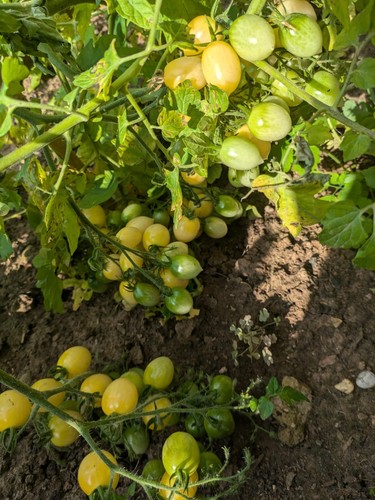 Piennolo gelb del - piennolo,