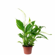 Einblatt weiß - Spathiphyllum