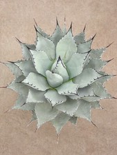Agave neomexicana - Frosthart - Pflanze, Gartenagave