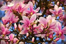 Magnolie Stecklinge mehrfarbig