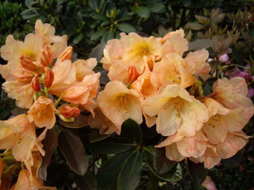 Rhododendron hybride abisko - rhododendron,