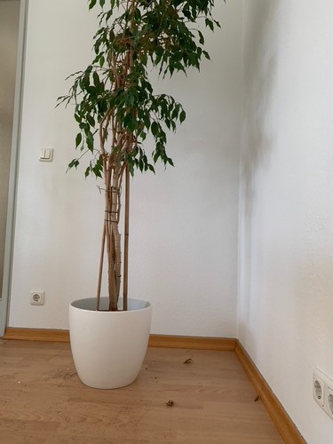 Birkenfeige ficus - birkenfeige, (ficus