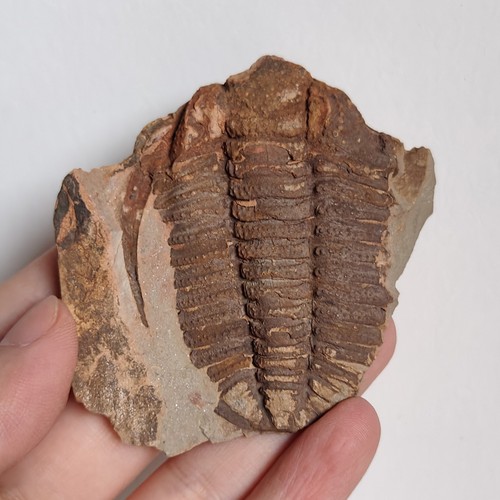 Trilobitenfossil redlichia - trilobitenfossil,