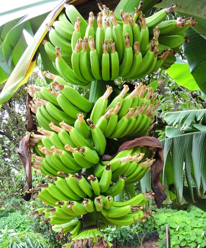 Super samen wildbanane - super,