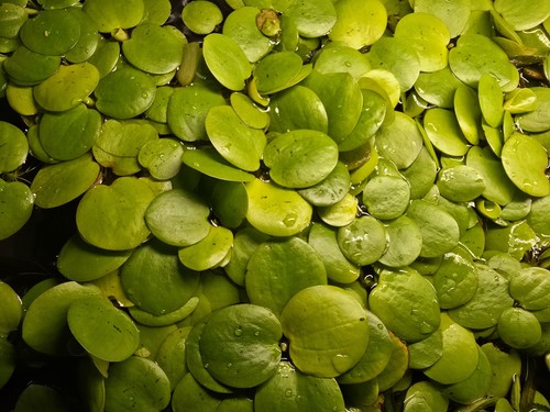 Froschbiss aquariumpflanzen - froschbiss,