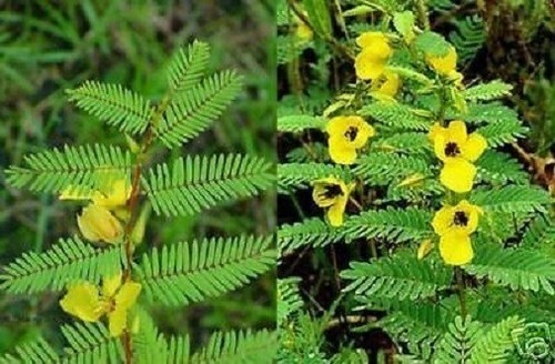 Mimosenbaum pflanzen für die - mimosenbaum,