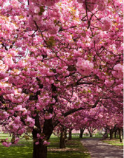 Lapacho guayacan pink - guayacan,