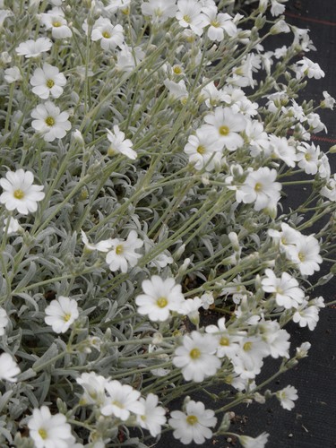 Cerastium tomentosum - ,