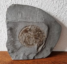 Sehr schöne große - schöne,,