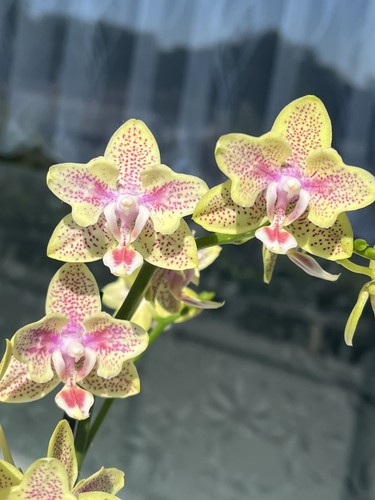 Orchidee phalaenopsis cousteau - phalaenopsis,