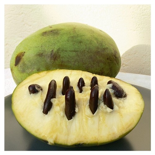 Indianerbanane pawpaw asimina - indianerbanane,