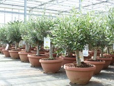 Olivenbaum bonsai 90 cm - olivenbaum,