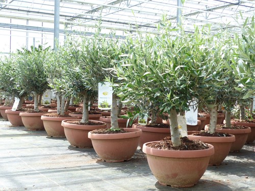 Olivenbaum bonsai 90 cm - 70,