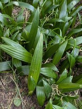 Chinesische hanfpalme - chinesische,