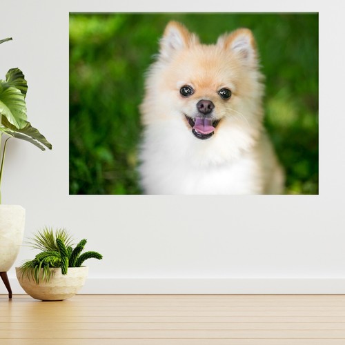 Pomeranian welpe hund - pomeranian, haustier