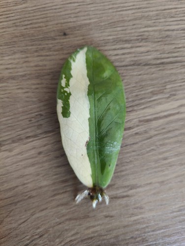 Seltene zamioculcas - seltene,