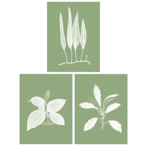 3er pack salbei grün baum - salbei,