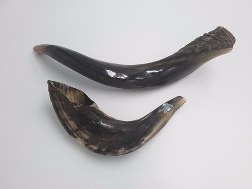 Set shofar kudu - kudu, yemenite