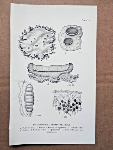Beispiel britischer flechten - britischer,