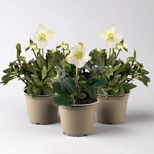 Christrose 'Christmas Carol', weiß, Topf-Ø 12 cm, 3 Pflanzen