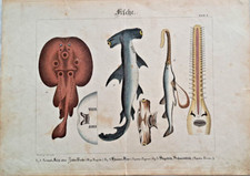 Shivering ray hammerhead shark