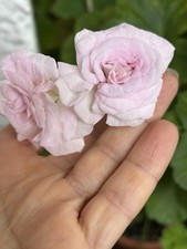 Geranie Pelargonie Rosebud ROCOCCO 2 Ungewurzelte Stecklinge