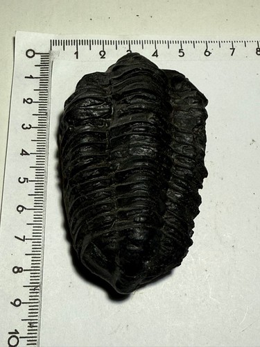 Trilobit flexicalymene - trilobit,,