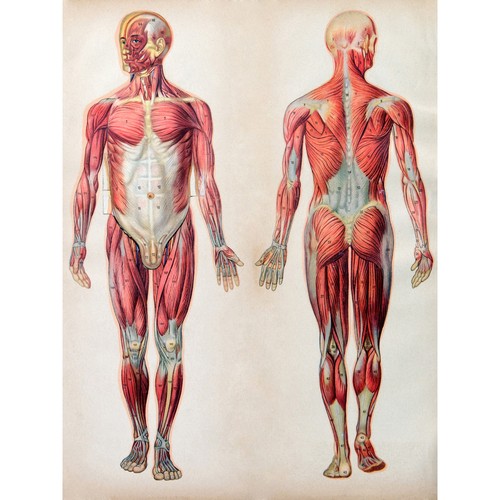 Anatomie des menschlichen