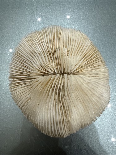 Echte pilz knochen - pilz, riffpilz