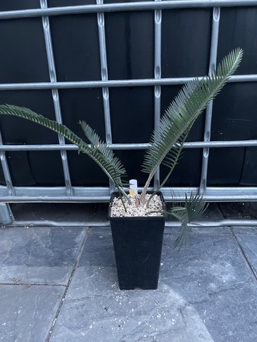 Dioon califanoi 5cm - dioon,