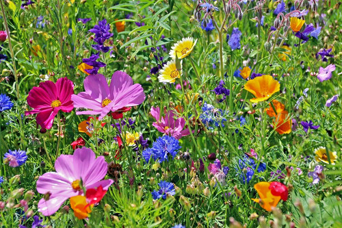 Samen bunte blumen sommer - bunte,