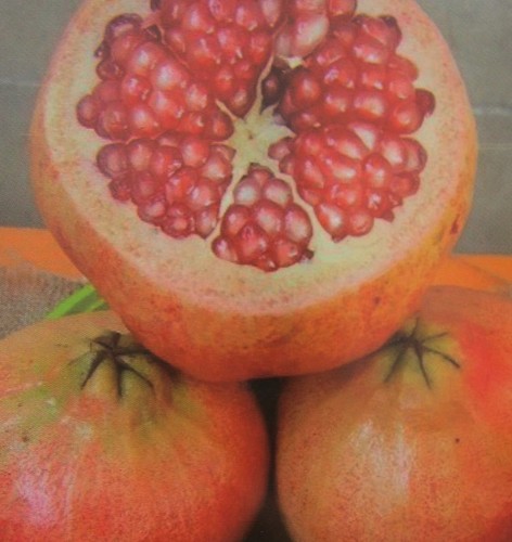 Punica granatum primo - punica, sole'